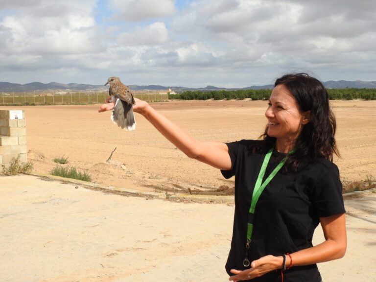 Esther Arce en un anillamiento de tórtolas europeas (Streptopelia turtur) para el proyecto AgriConCiencia FOTO: ANSE (C)