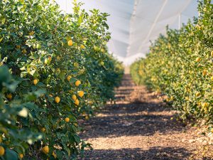 El origen del limón en España