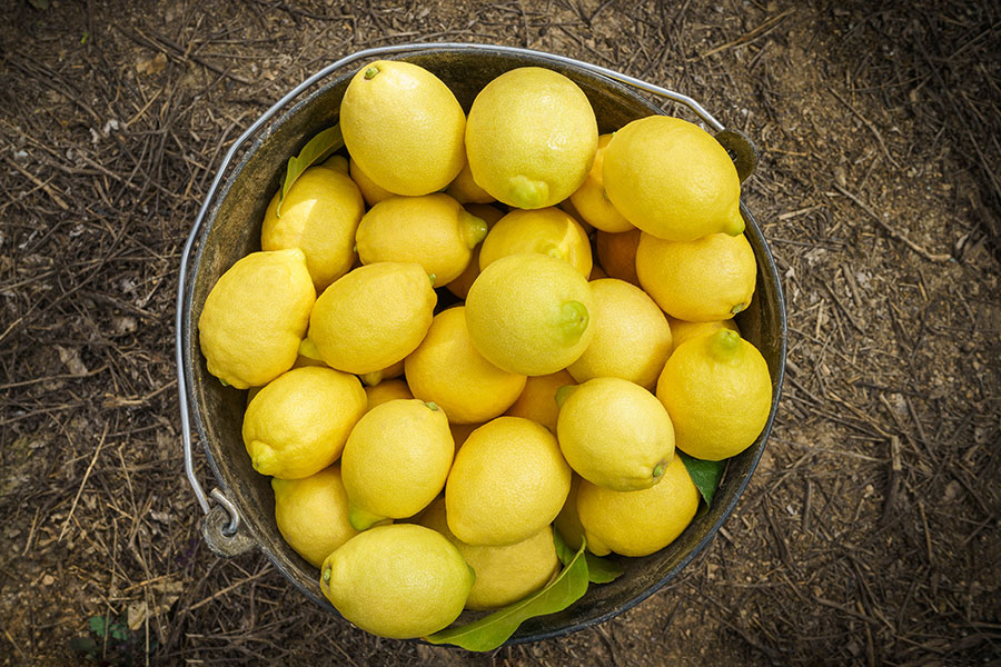 Limón Verdelli o limón de verano: qué es, características y usos