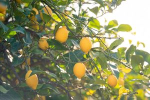 como detectar carencias nutricionales en el limonero